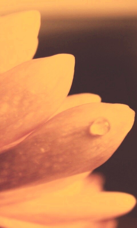 Капля на лепестке обои