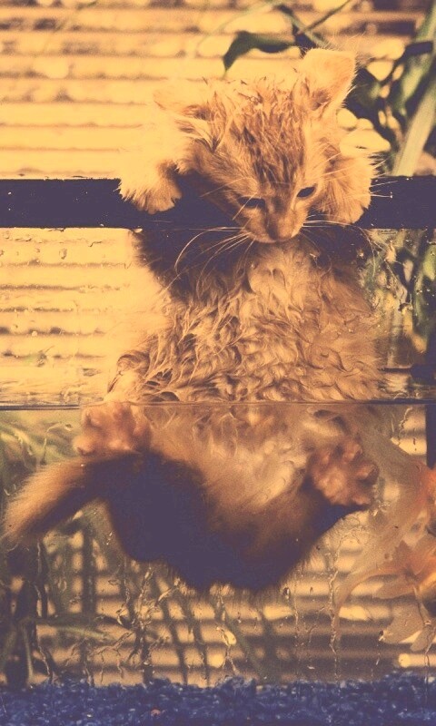 Мокрая киска обои