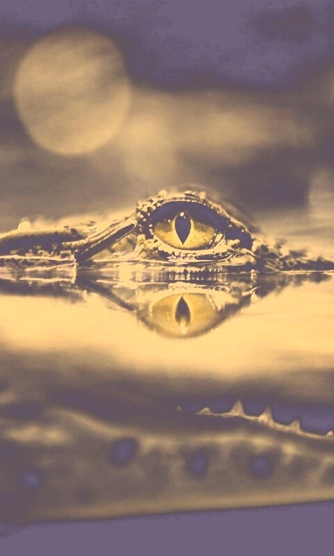 Глаз крокодила обои