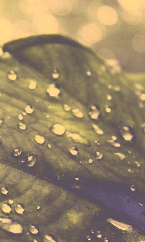 Роса на листке обои