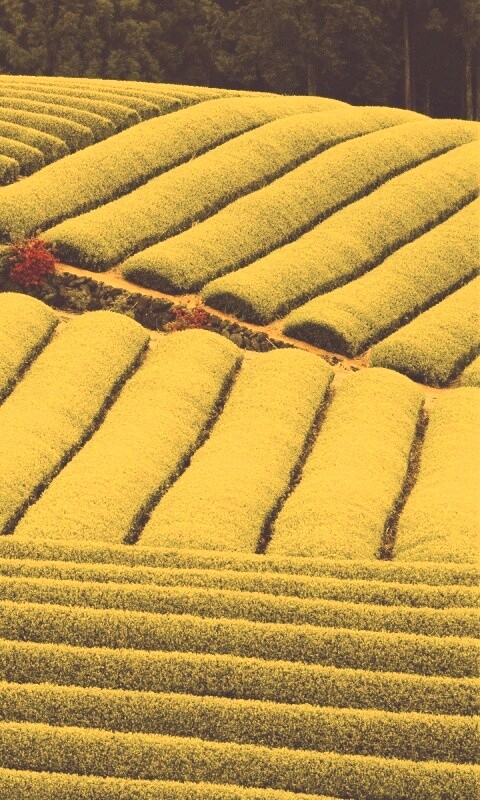 Красивые гряды обои