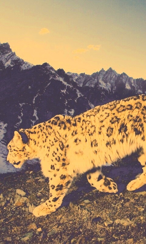 Леопард обои