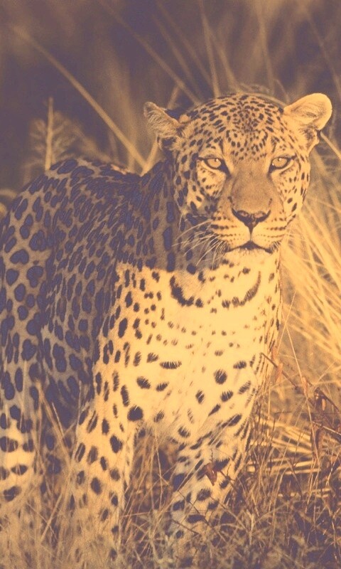 Леопард на охоте обои