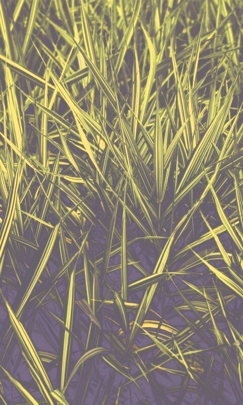 Дикая трава обои