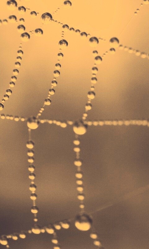 Капли на паутине обои