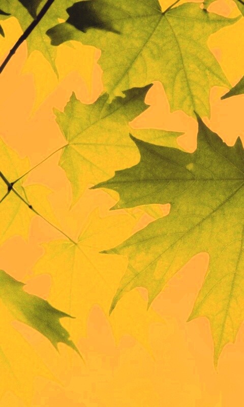 Кленовые листья обои