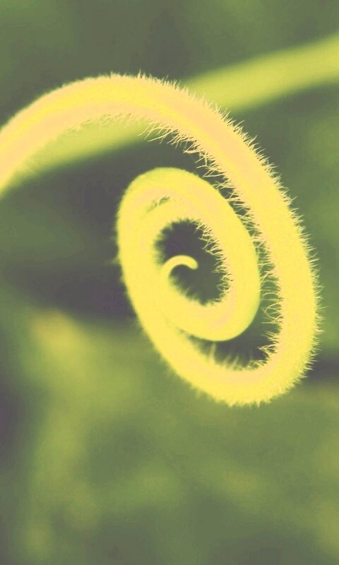 Завитушка растения обои