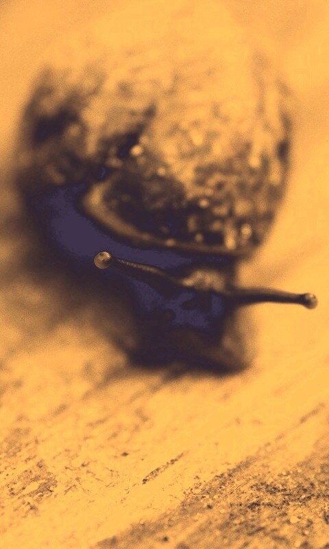 Улитка на ветке обои