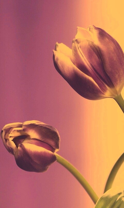 Сиреневые цветы обои