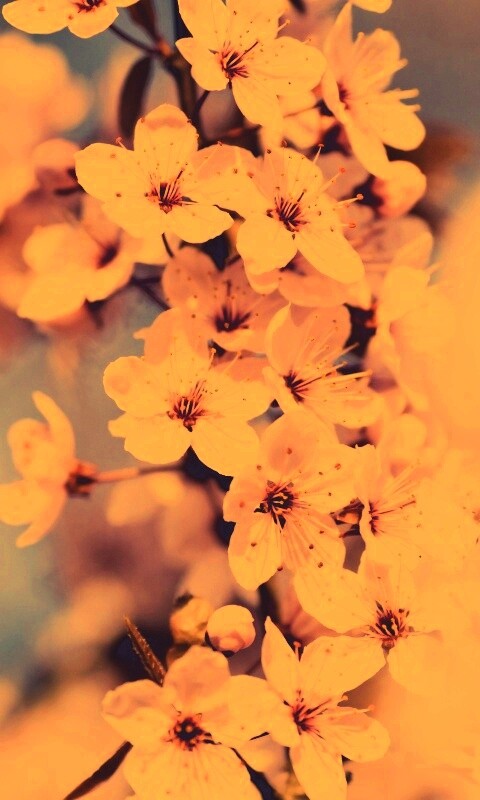 Цветение вишни обои