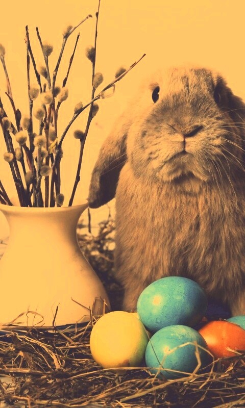 Пасхальный кролик обои