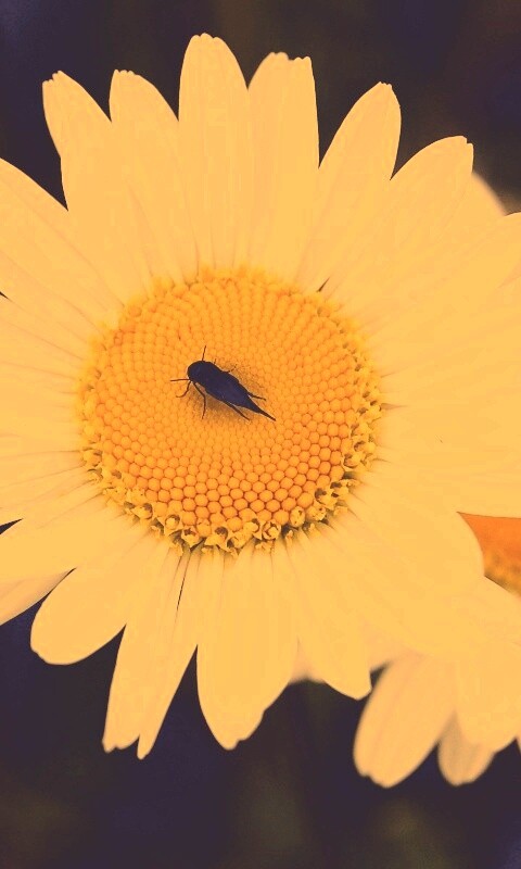 Ромашки обои