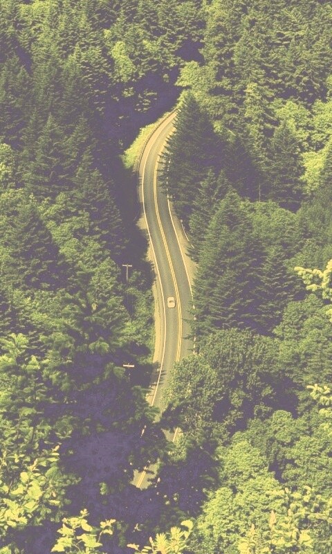 Лесная трасса обои