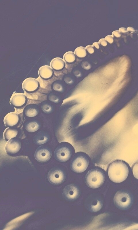 Щупальце обои