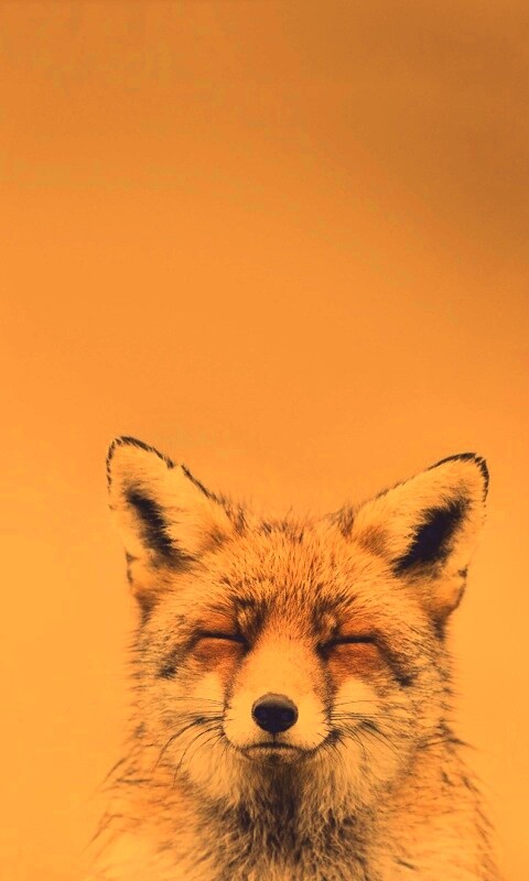 ^_^ Fox обои
