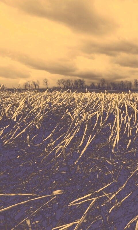 Убранное поле обои