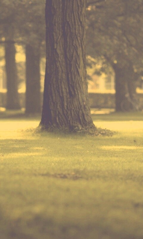 Ствол дерева обои