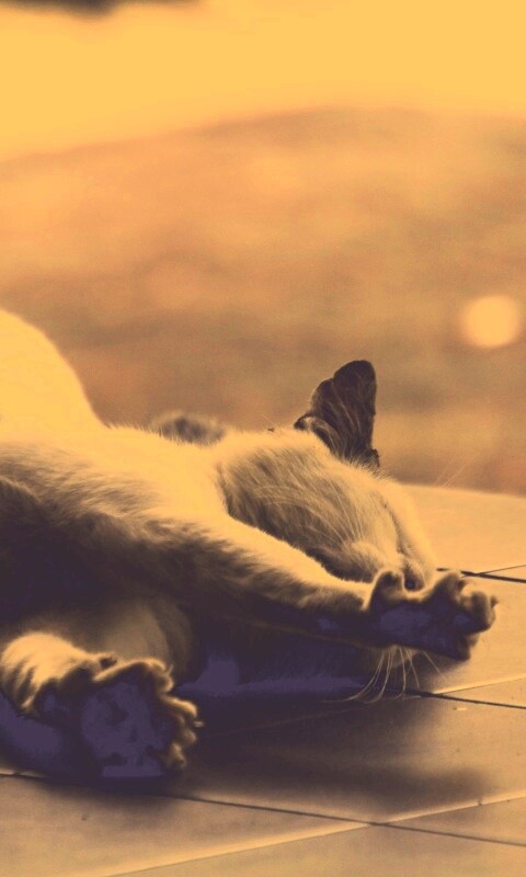 Потягивающаяся кошка обои