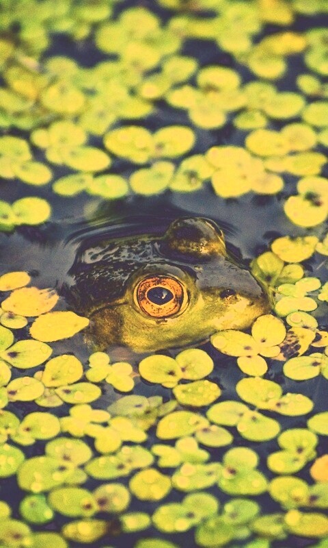 Маленькая лягушка обои