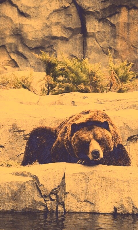 Медведь обои