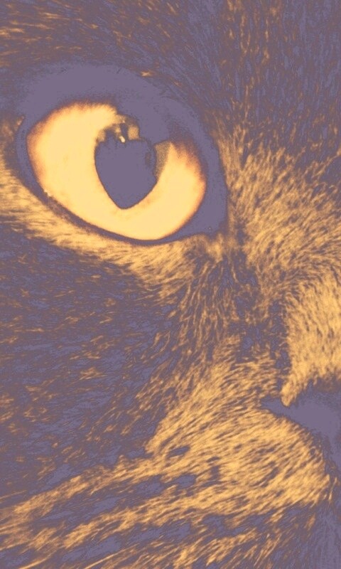 Черный кот с оранжевыми глазами обои