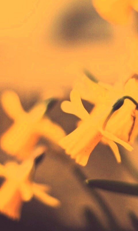 Нарциссы обои