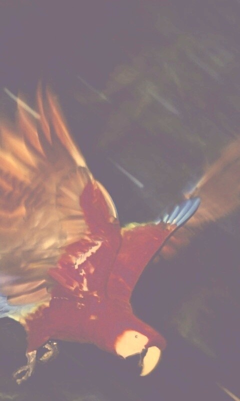 Рисованный ара обои