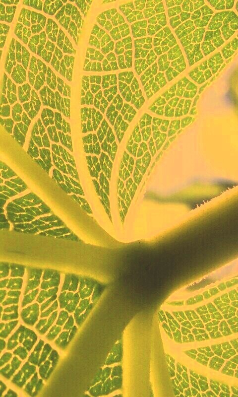 Внутренняя сторона листа обои