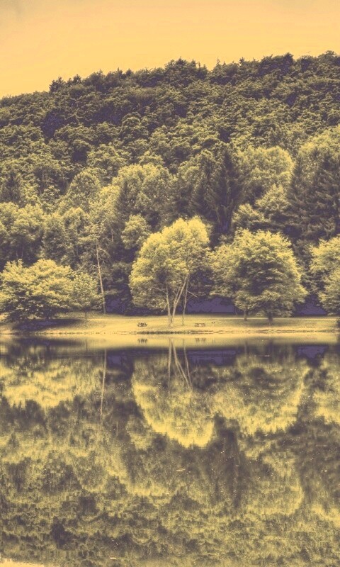 Лесной берег обои