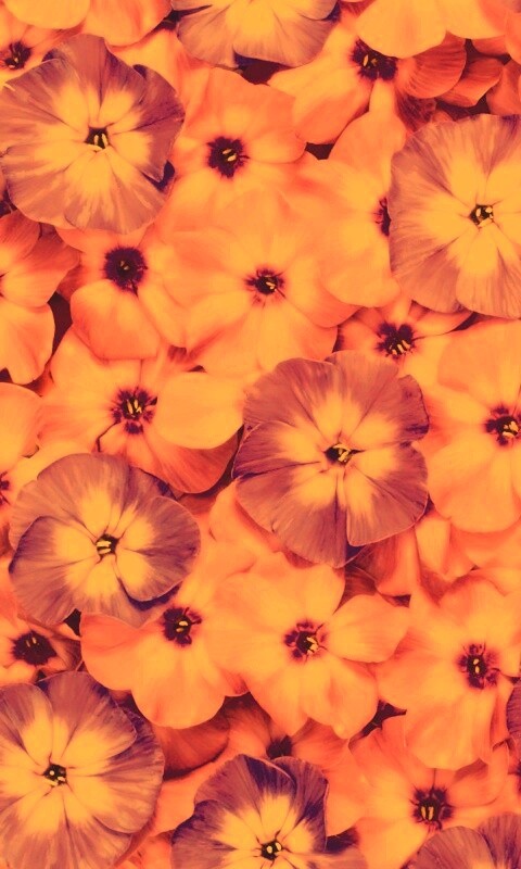 Розовые цветочки обои