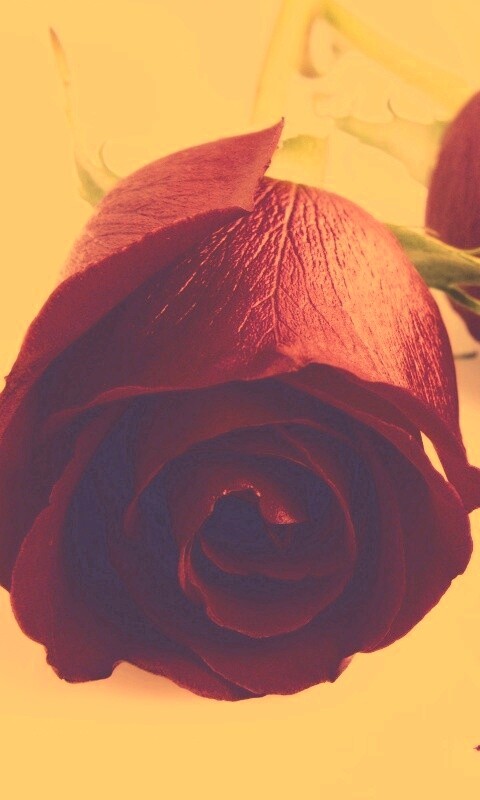 Две красные розы обои