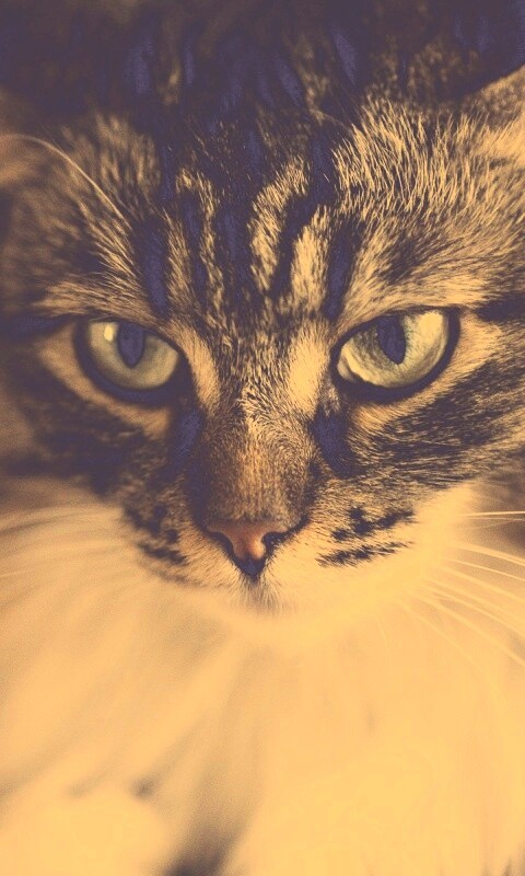 Суровый кот обои