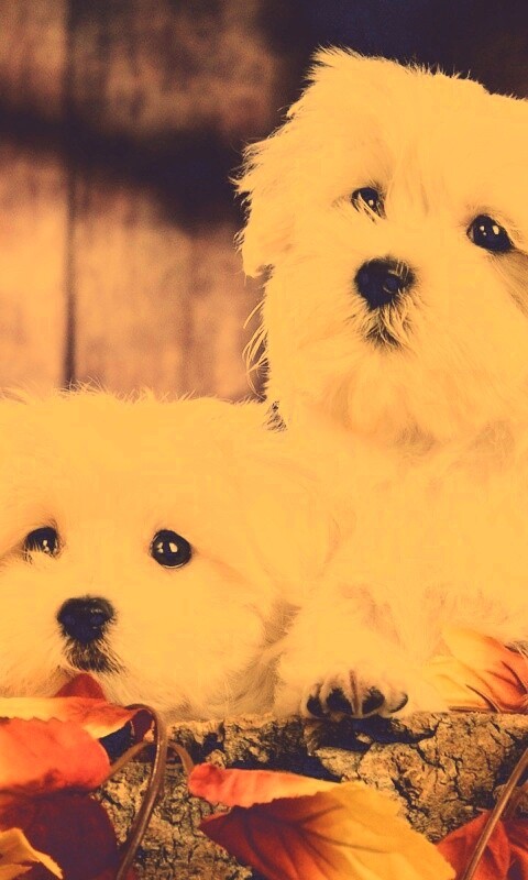 Два белых и пушистых пёсика  обои