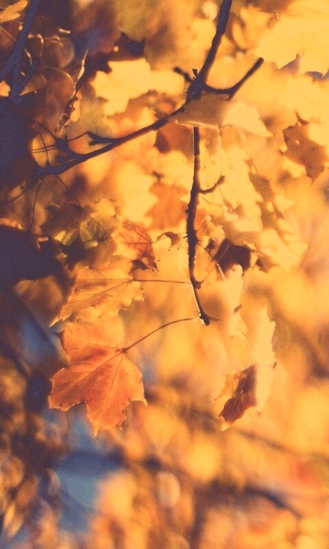 Жёлтые листья обои