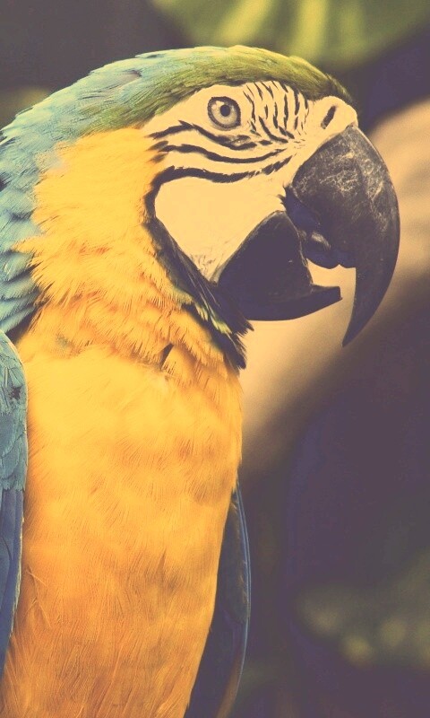 Разноцветынй попугай обои