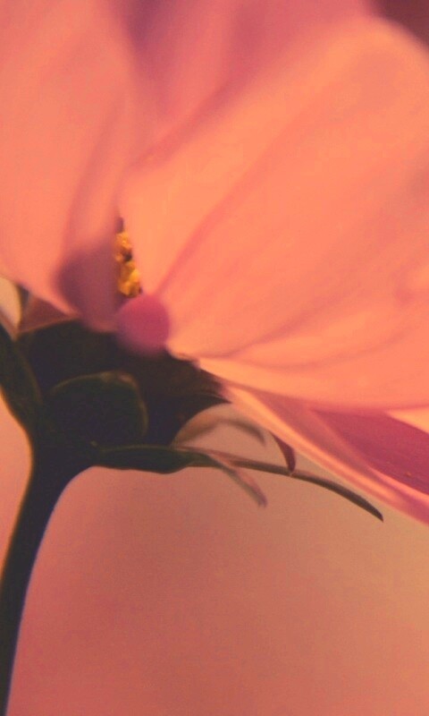 Розовый цветок обои