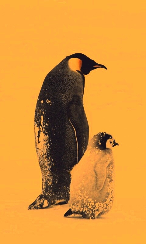 Пингвин с птенцом обои