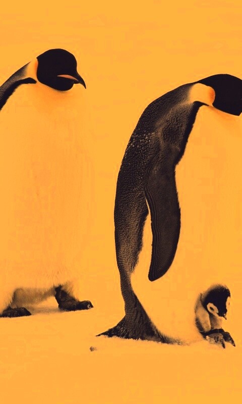 Семья пингвинов обои