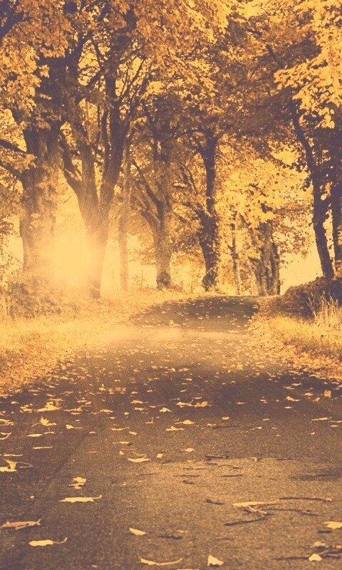 Дорога в осеннем парке обои