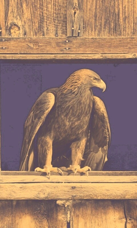 Орёл обои