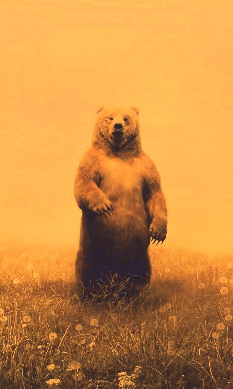 Медведь в одуванчиковом поле обои