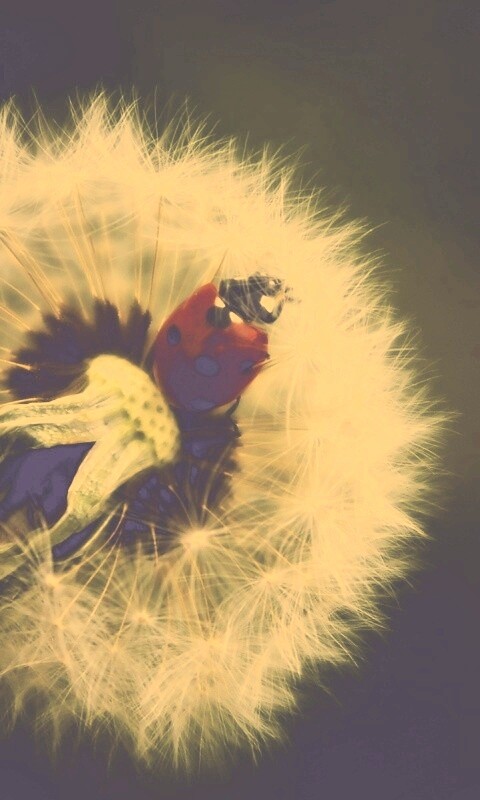 Божья коровка на одуванчике обои