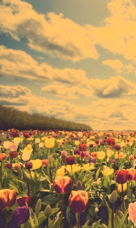 Поле тюльпанов обои