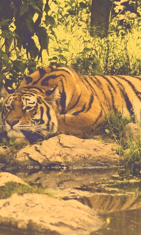 Тигр отдыхает обои