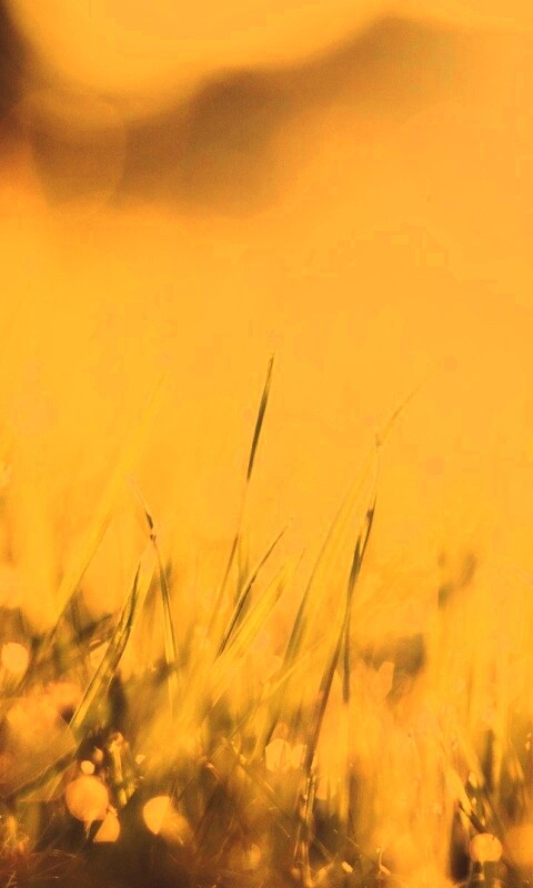 Красивая сочная трава обои