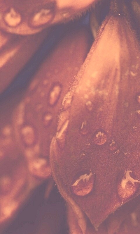 Лепестки обои