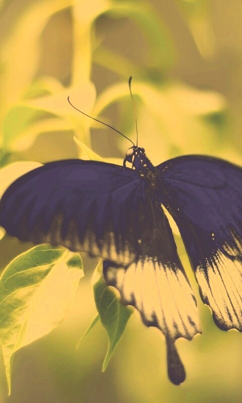 Бабочка с чёрно-белыми крыльями обои