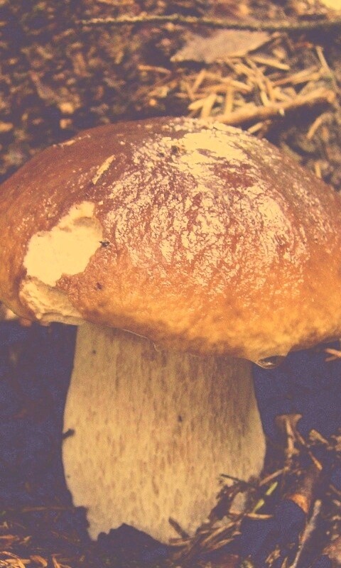 Белый гриб обои