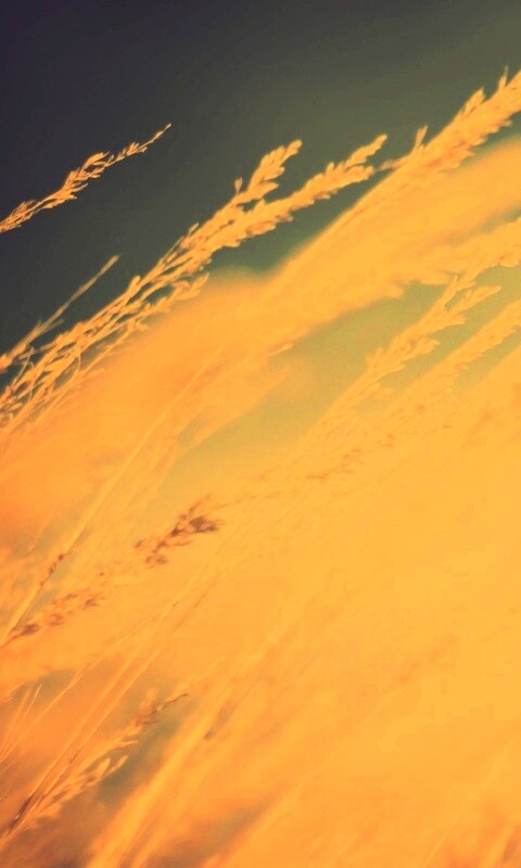 Колосья обои