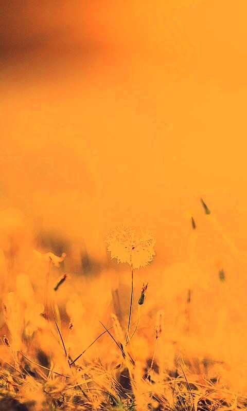 Летняя трава обои